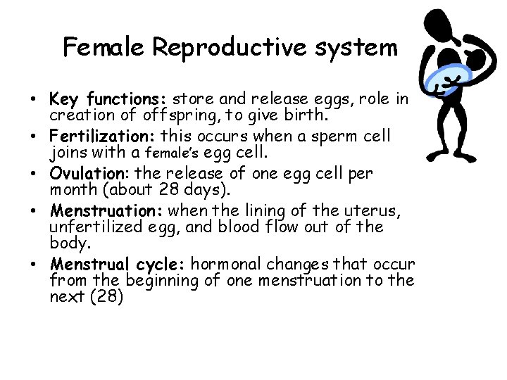 Female Reproductive system • Key functions: store and release eggs, role in creation of