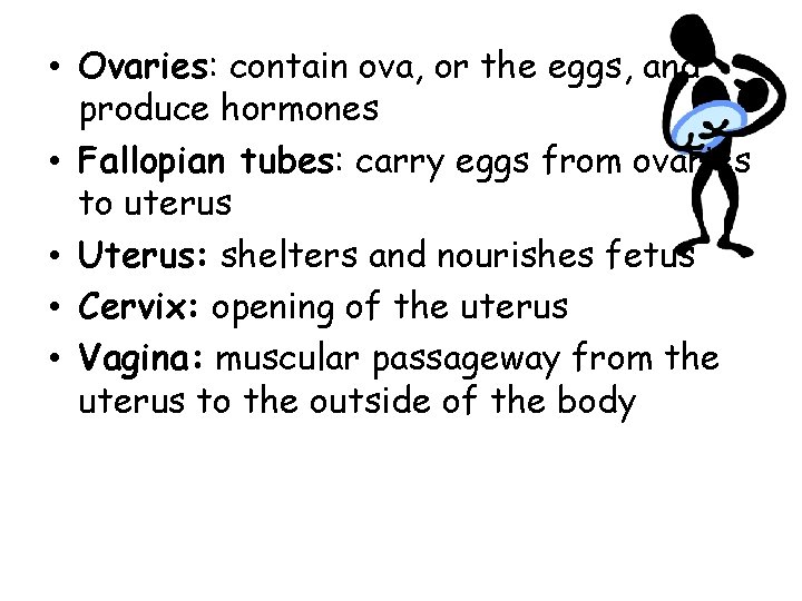  • Ovaries: contain ova, or the eggs, and produce hormones • Fallopian tubes: