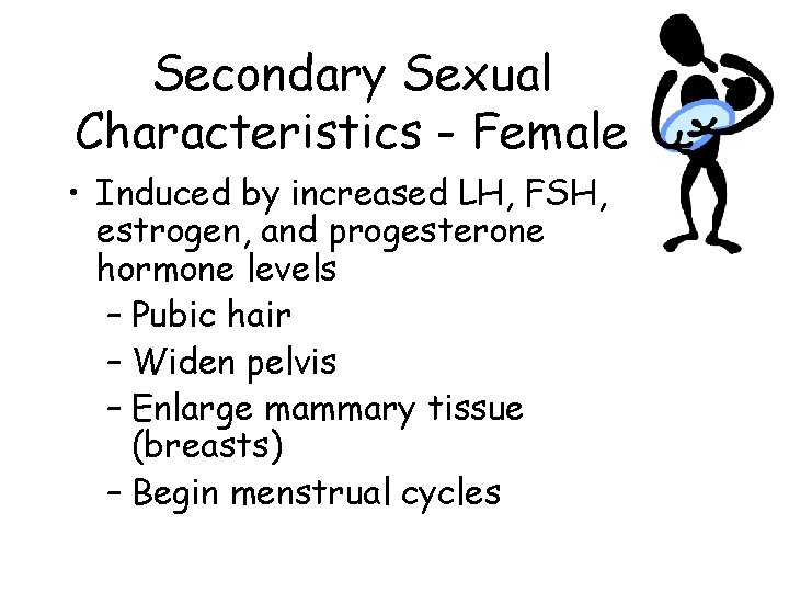 Secondary Sexual Characteristics - Female • Induced by increased LH, FSH, estrogen, and progesterone