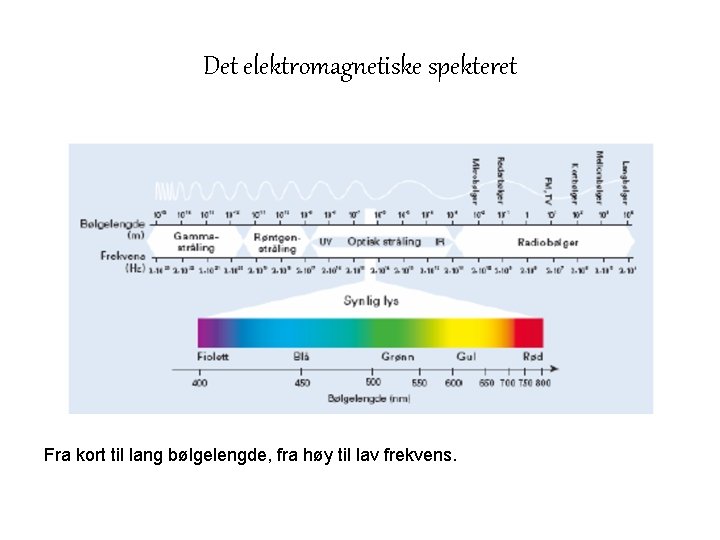 Det elektromagnetiske spekteret Fra kort til lang bølgelengde, fra høy til lav frekvens. 