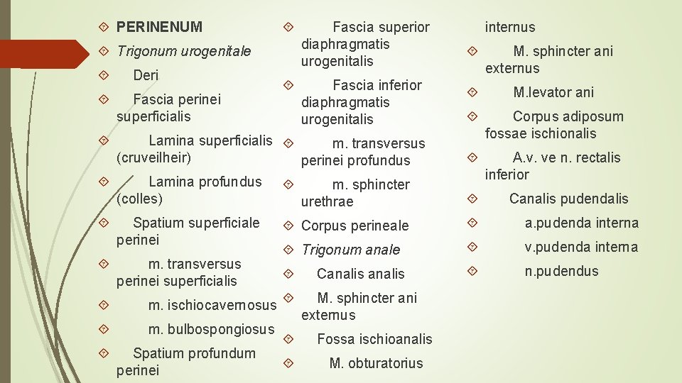 PERINENUM Trigonum urogenitale Deri Fascia perinei superficialis Fascia superior diaphragmatis urogenitalis Fascia inferior