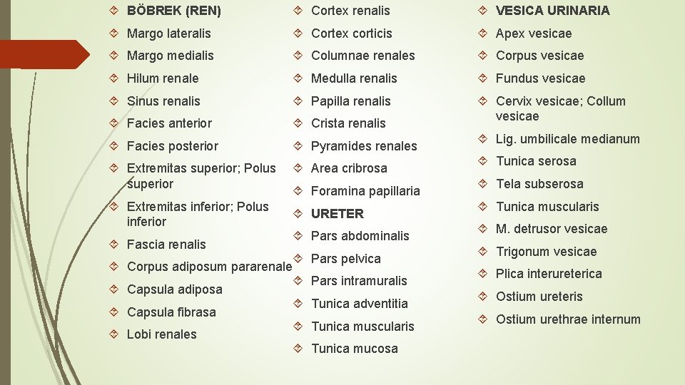  BÖBREK (REN) Cortex renalis VESICA URINARIA Margo lateralis Cortex corticis Apex vesicae Margo
