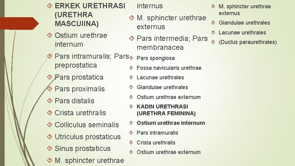 internus ERKEK URETHRASI (URETHRA M. sphincter urethrae MASCUl. INA) externus Ostium urethrae Pars intermedia;