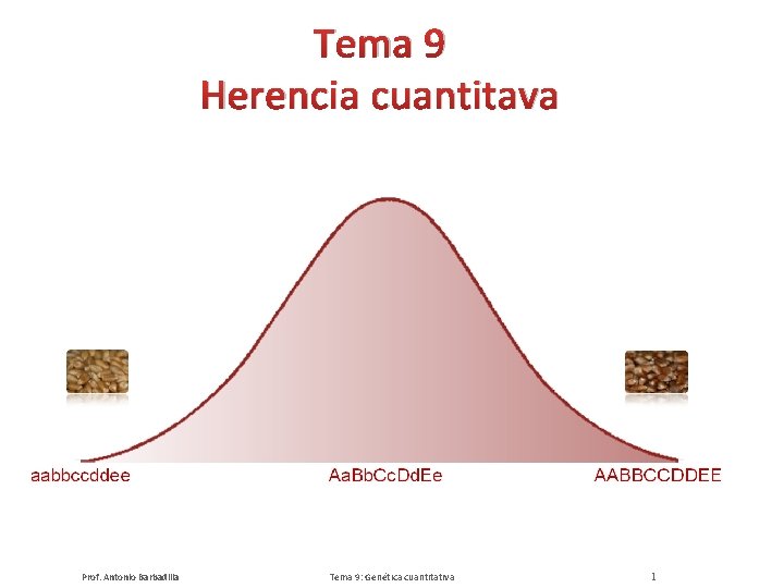 Tema 9 Herencia cuantitava Prof. Antonio Barbadilla Tema 9: Genética cuantitativa 1 