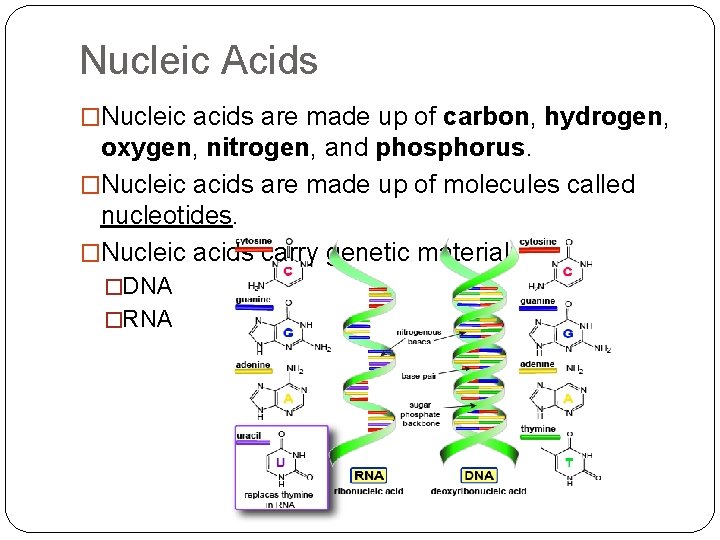 Nucleic Acids �Nucleic acids are made up of carbon, hydrogen, oxygen, nitrogen, and phosphorus.