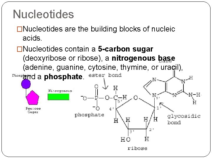 Nucleotides �Nucleotides are the building blocks of nucleic acids. �Nucleotides contain a 5 -carbon