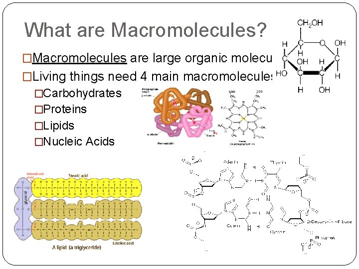 What are Macromolecules? �Macromolecules are large organic molecules. �Living things need 4 main macromolecules: