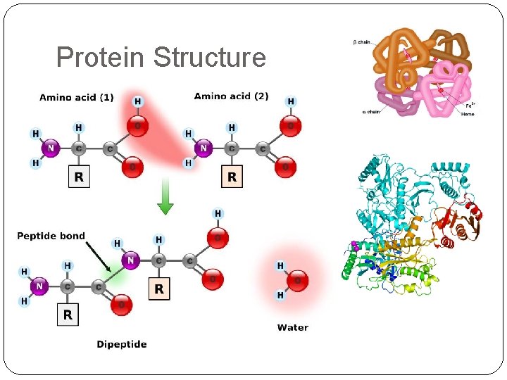 Protein Structure 