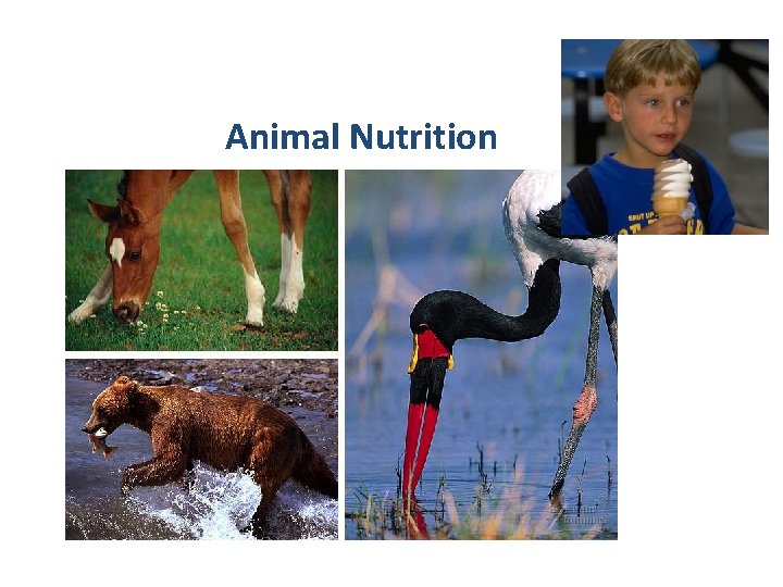 Animal Nutrition 