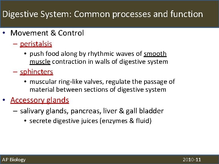 Digestive System: Common processes and function • Movement & Control – peristalsis • push