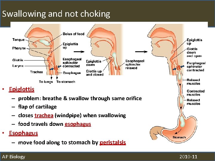 Swallowing and not choking • Epiglottis – – problem: breathe & swallow through same