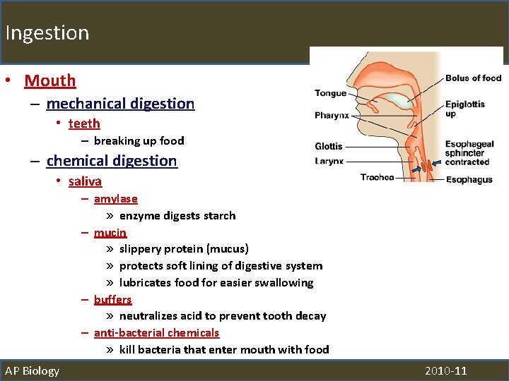 Ingestion • Mouth – mechanical digestion • teeth – breaking up food – chemical