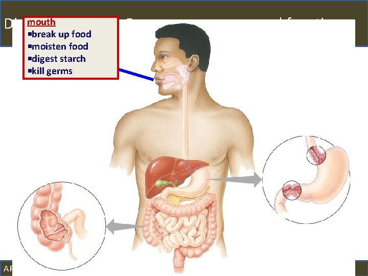 mouth System: Common processes and function Digestive break up food moisten food digest starch