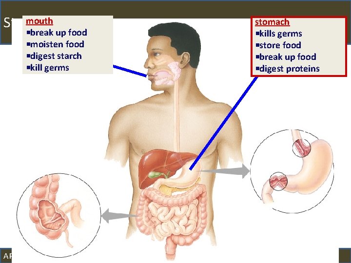 mouth Stomach break up food moisten food digest starch kill germs AP Biology stomach
