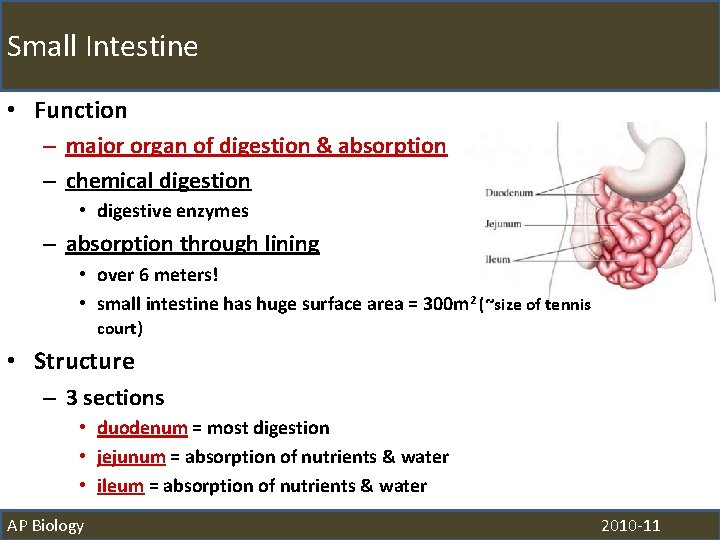 Small Intestine • Function – major organ of digestion & absorption – chemical digestion