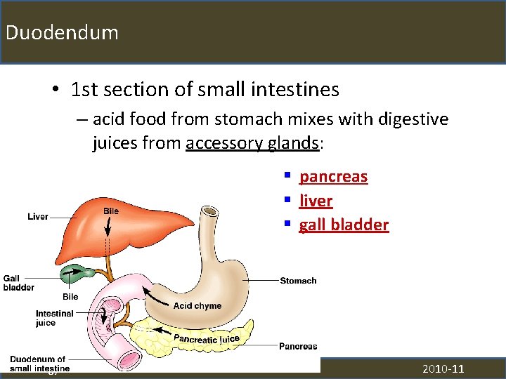 Duodendum • 1 st section of small intestines – acid food from stomach mixes