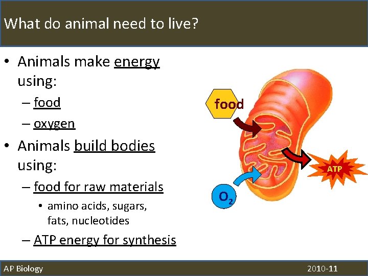 What do animal need to live? • Animals make energy using: – food –
