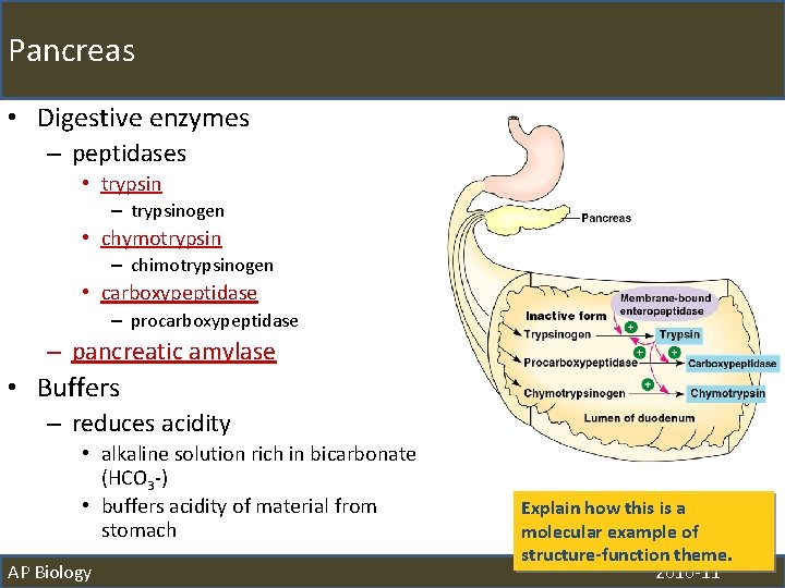 Pancreas • Digestive enzymes – peptidases • trypsin – trypsinogen • chymotrypsin – chimotrypsinogen