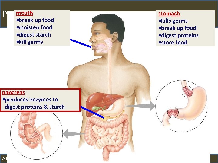 mouth Pancreas break up food moisten food digest starch kill germs stomach kills germs