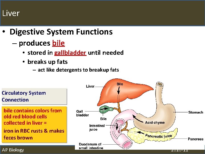 Liver • Digestive System Functions – produces bile • stored in gallbladder until needed