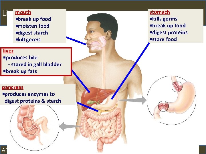 mouth Liver break up food moisten food digest starch kill germs stomach kills germs