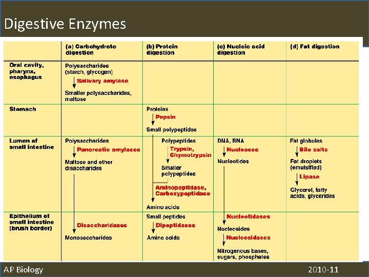 Digestive Enzymes AP Biology 2010 -11 
