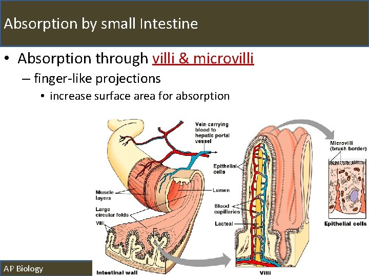 Absorption by small Intestine • Absorption through villi & microvilli – finger-like projections •