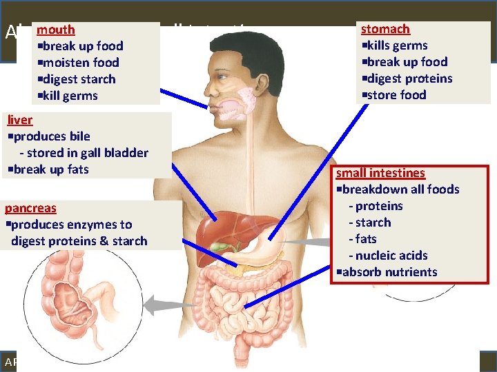 mouth Absorption by small Intestine break up food moisten food digest starch kill germs