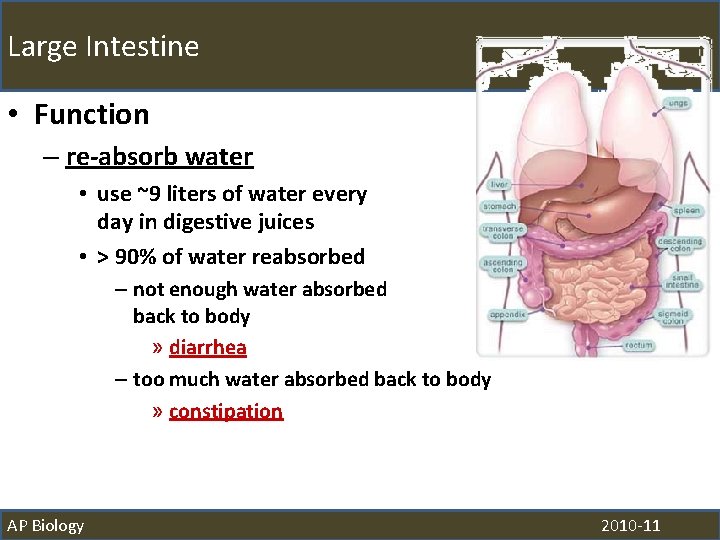 Large Intestine • Function – re-absorb water • use ~9 liters of water every