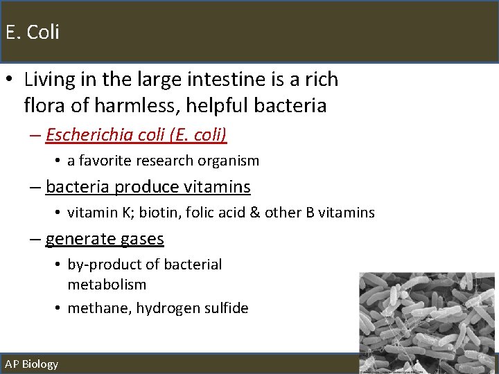 E. Coli • Living in the large intestine is a rich flora of harmless,