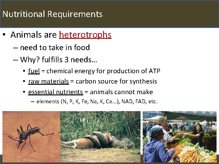 Nutritional Requirements • Animals are heterotrophs – need to take in food – Why?