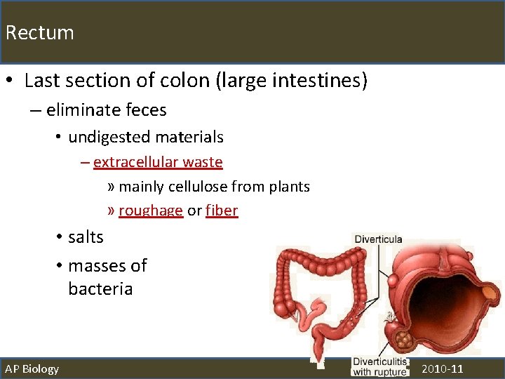 Rectum • Last section of colon (large intestines) – eliminate feces • undigested materials