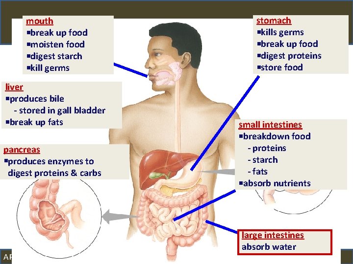mouth break up food moisten food digest starch kill germs liver produces bile -