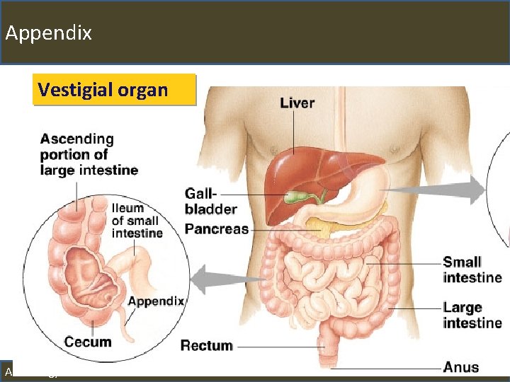 Appendix Vestigial organ AP Biology 2010 -11 