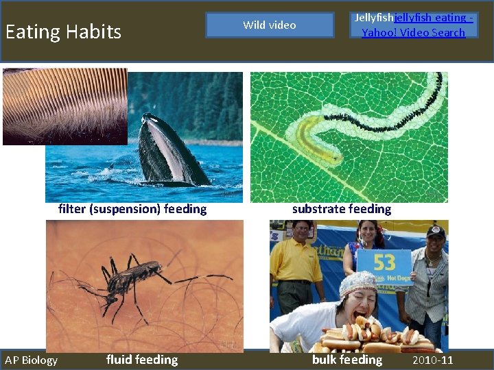Eating Habits filter (suspension) feeding AP Biology fluid feeding Wild video Jellyfishjellyfish eating Yahoo!