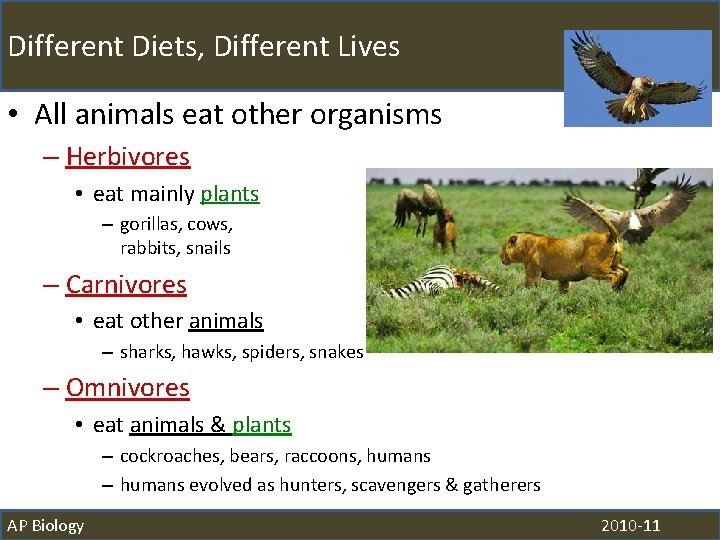 Different Diets, Different Lives • All animals eat other organisms – Herbivores • eat