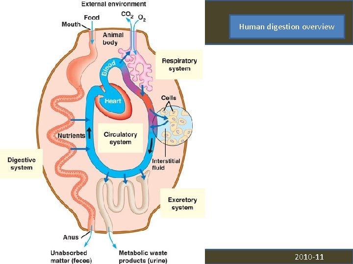 Different Diets, Different Lives AP Biology Human digestion overview 2010 -11 