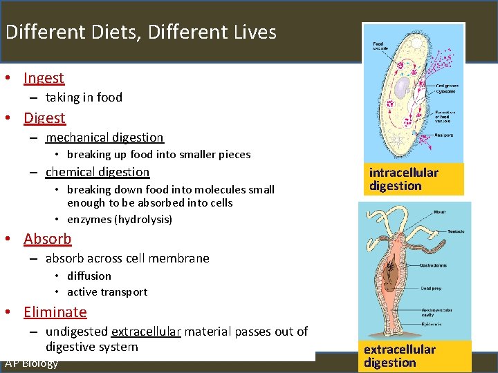 Different Diets, Different Lives • Ingest – taking in food • Digest – mechanical