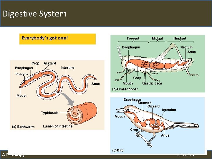 Digestive System Everybody’s got one! AP Biology 2010 -11 