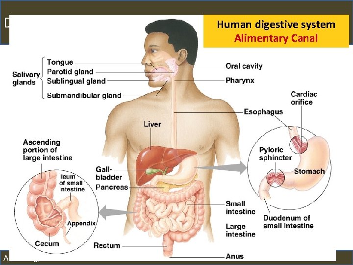 Different Diets, Different Lives AP Biology Human digestive system Alimentary Canal 2010 -11 