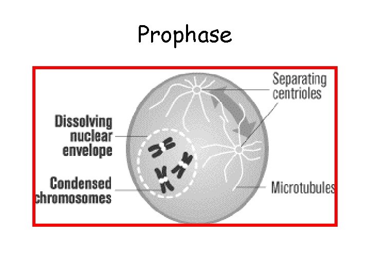 Prophase 
