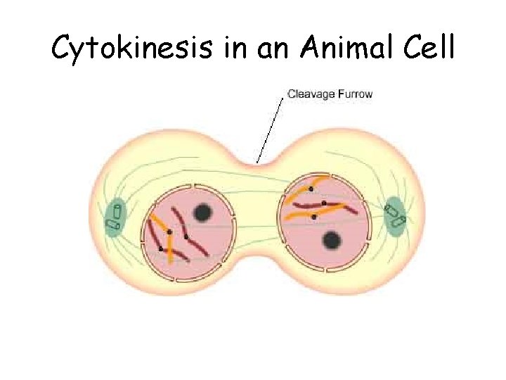 Cytokinesis in an Animal Cell 