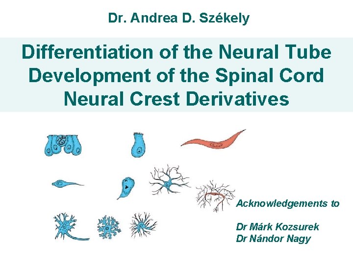 Dr. Andrea D. Székely Differentiation of the Neural Tube Development of the Spinal Cord