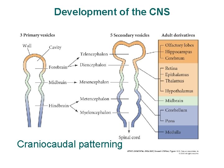 Development of the CNS Craniocaudal patterning 