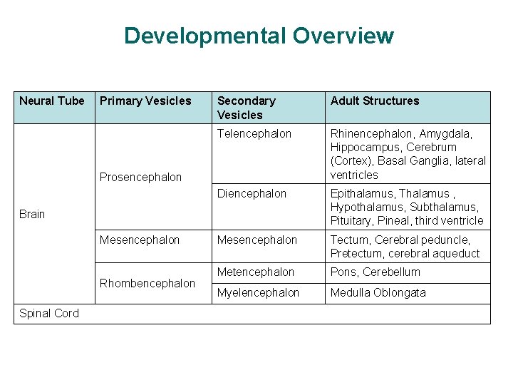 Developmental Overview Neural Tube Primary Vesicles Secondary Vesicles Adult Structures Telencephalon Rhinencephalon, Amygdala, Hippocampus,