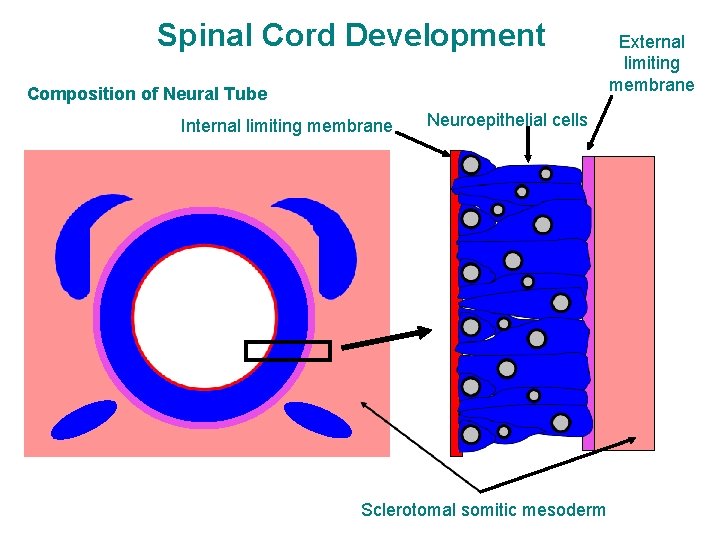 Spinal Cord Development Composition of Neural Tube Internal limiting membrane Neuroepithelial cells Sclerotomal somitic