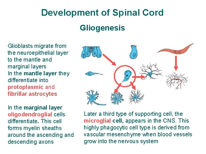 Development of Spinal Cord Gliogenesis Glioblasts migrate from the neuroepithelial layer to the mantle