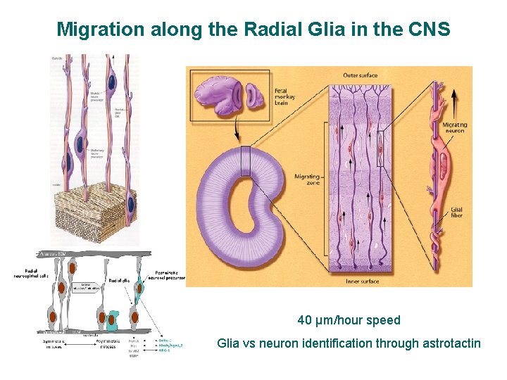 Migration along the Radial Glia in the CNS 40 μm/hour speed Glia vs neuron