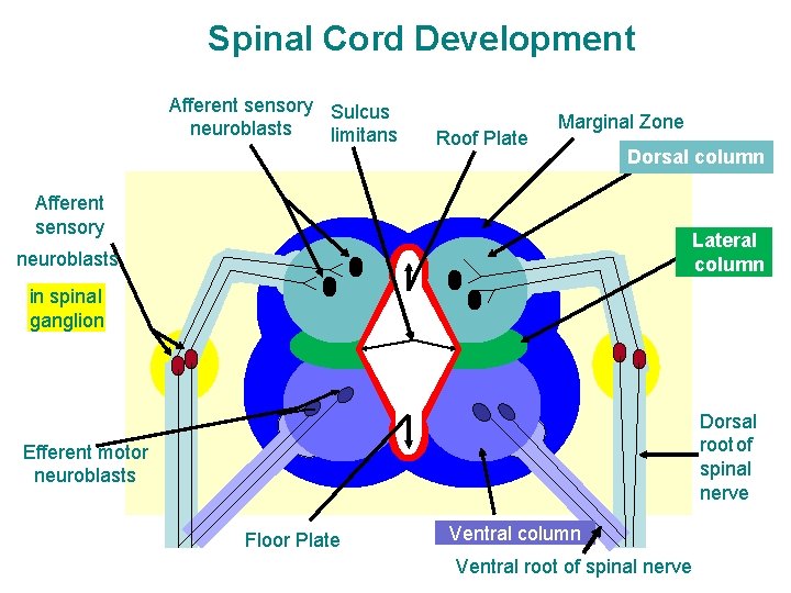 Spinal Cord Development Afferent sensory Sulcus neuroblasts limitans Roof Plate Marginal Zone Afferent sensory