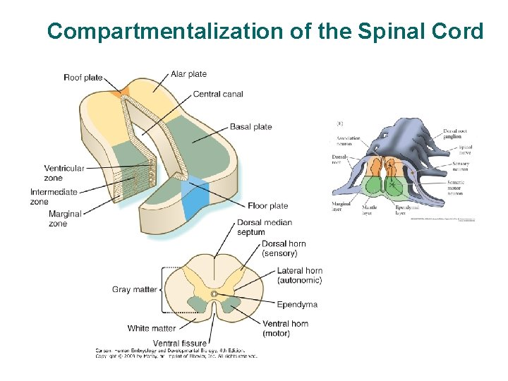 Compartmentalization of the Spinal Cord 